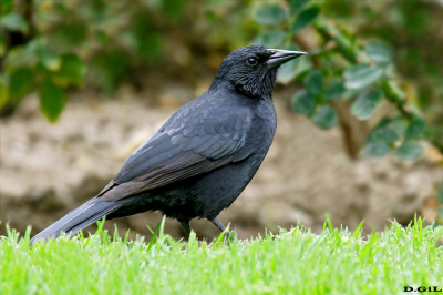 TORDO (Curaeus curaeus) 